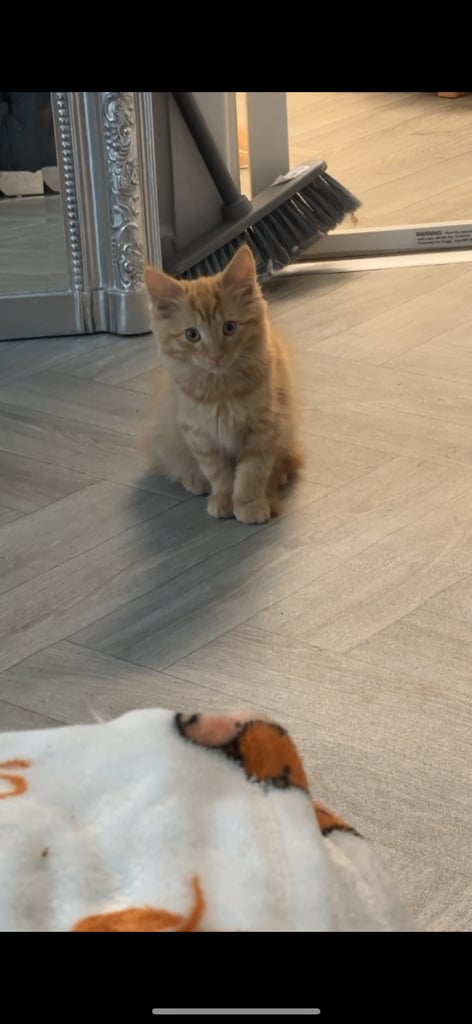 11 week old female kitten 