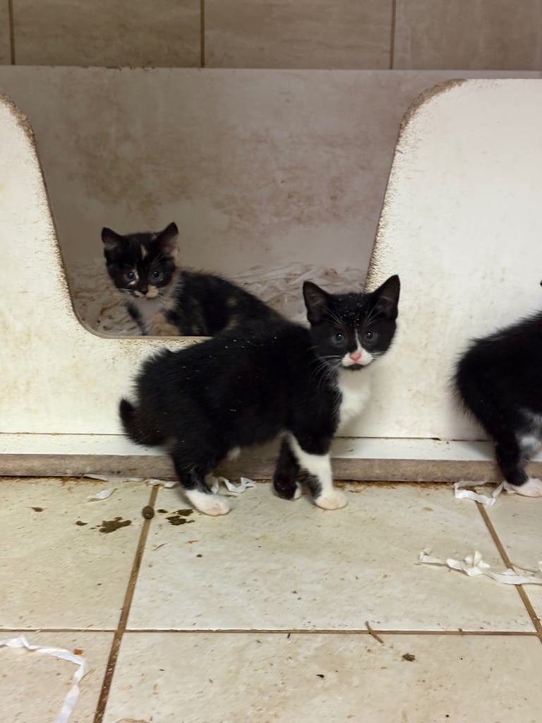 Kittens ready now 
