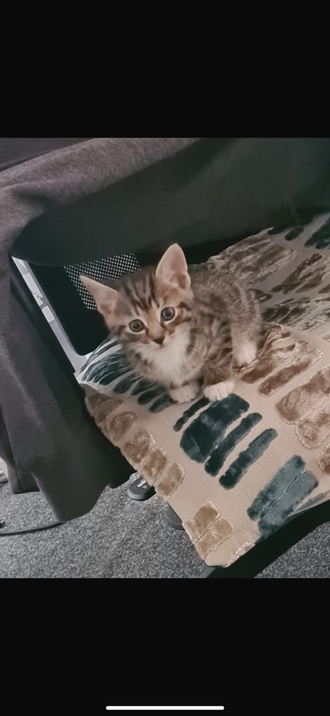 image for Bengal tebby kitten male 8 weeks litter trained