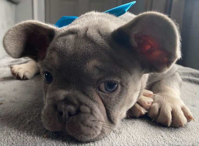 French Bulldog Puppies 