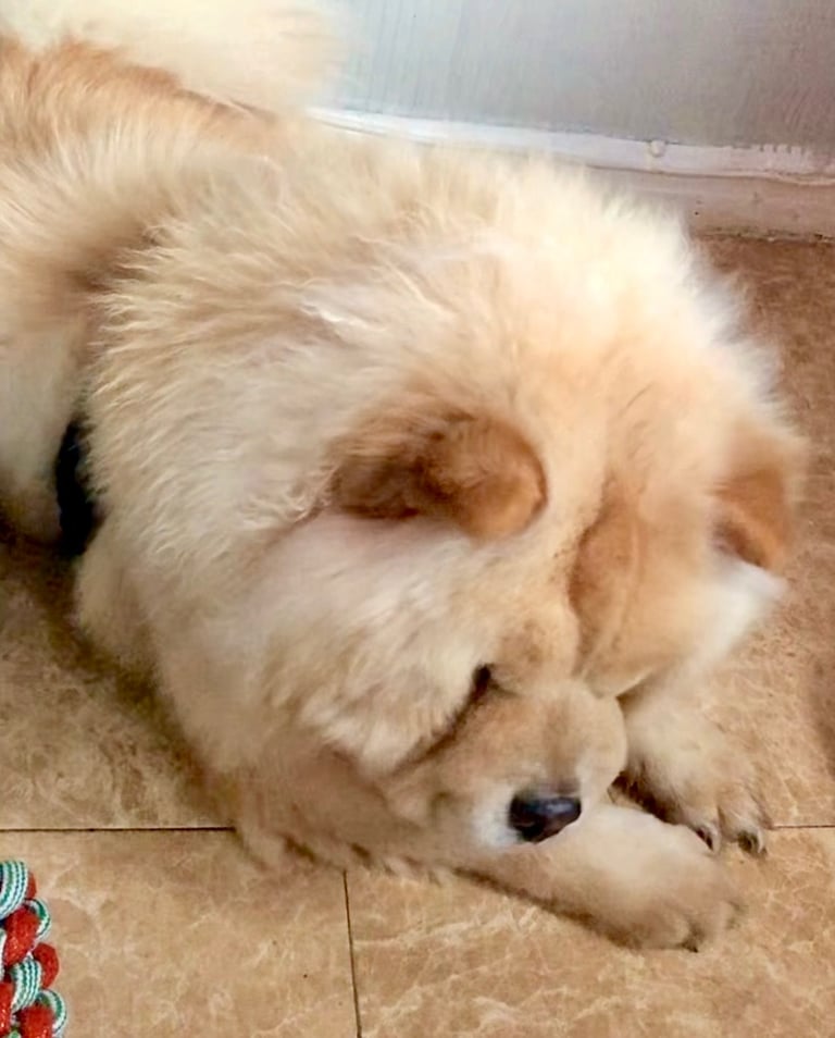 🩷 GORGEOUS KC FEMALE CHOW FOR SALE!!!! 🩷