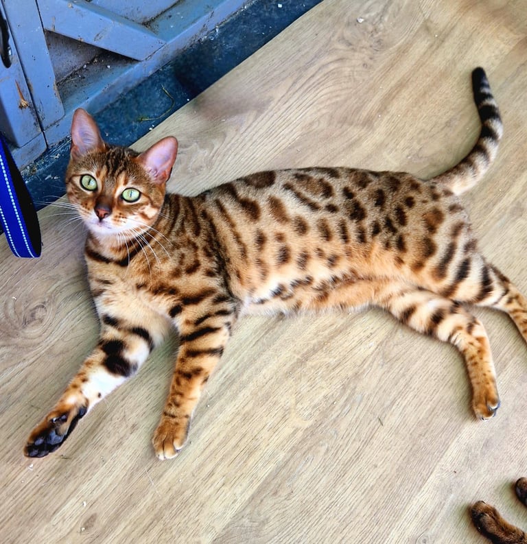 Gorgeous Golden Bengal Girl