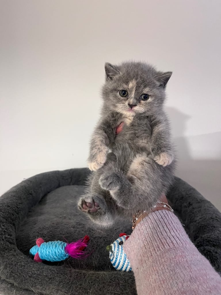 💖 BRITISH SHORTHAIR KITTENS 💖