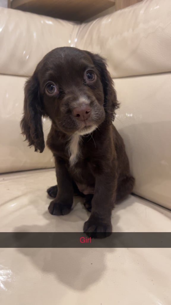 3 chocolate cocker spaniel puppies 