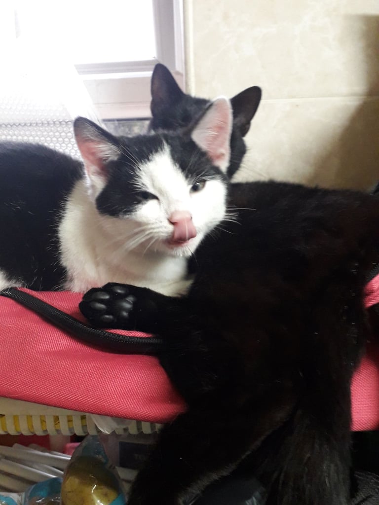 Black & White kitten 