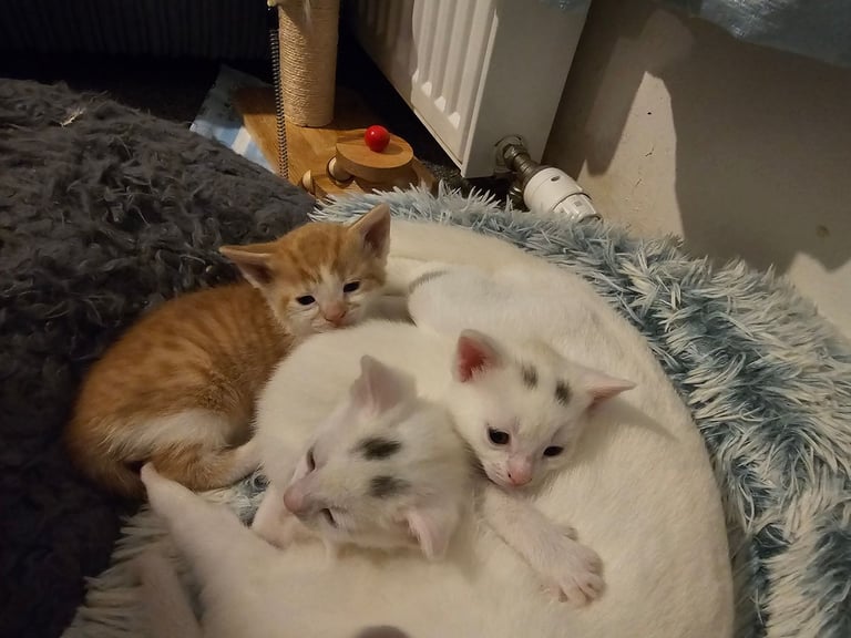 2 kittens available for sale