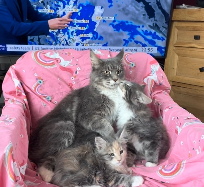 image for Magical Maine Coon Kittens 