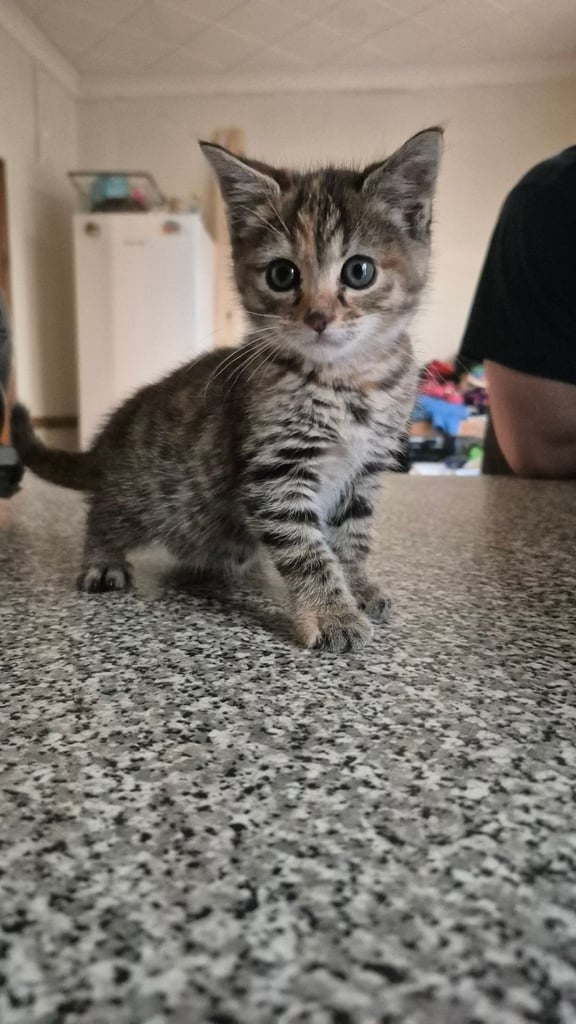 Kitten female