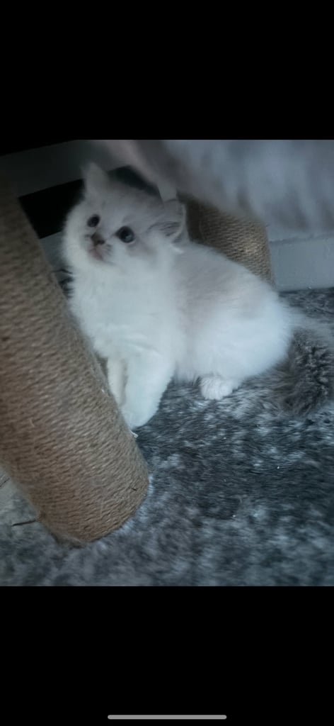 ragdoll x persian last boy available 