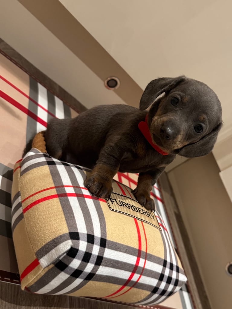 Miniature dachshund puppies
