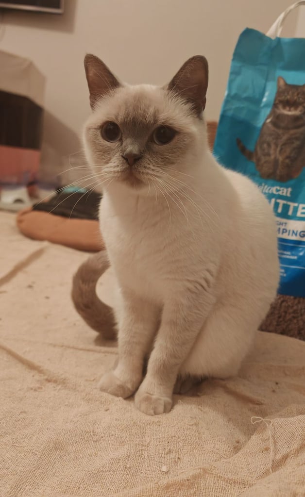 Loving Ex-Breeding Queen – British Shorthair Colourpoint