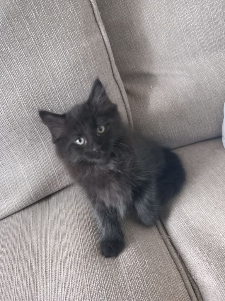 Maine Coon Mix Kittens