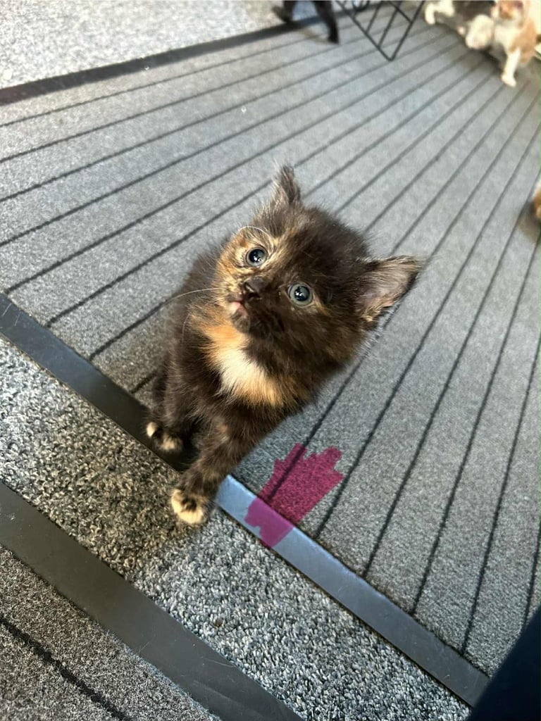 Kittens ready to go next week!