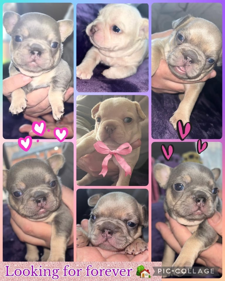 image for French bulldog pups