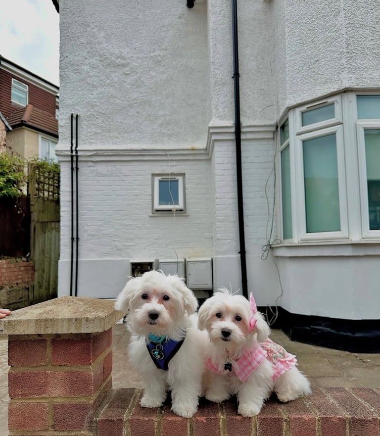 2 Maltese Puppies ,Forever Home Needed 💔