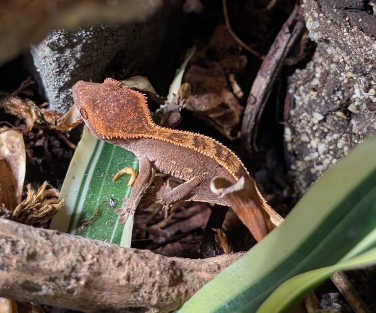 Corn snakes and crested geckos