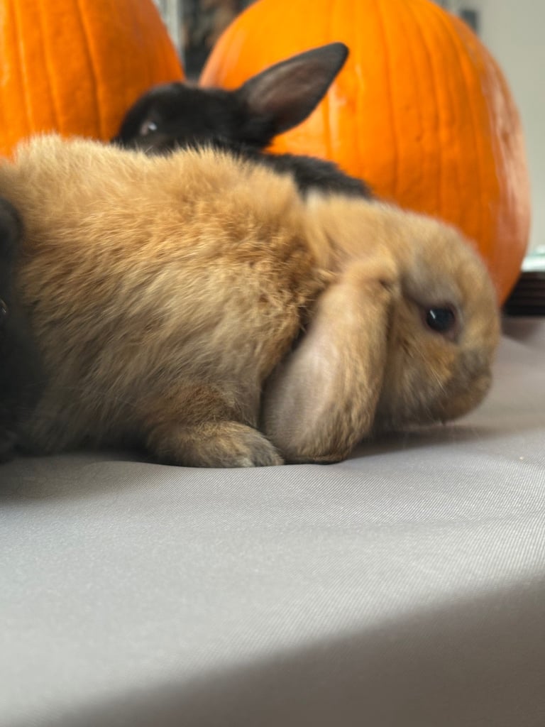 Pure mini lops