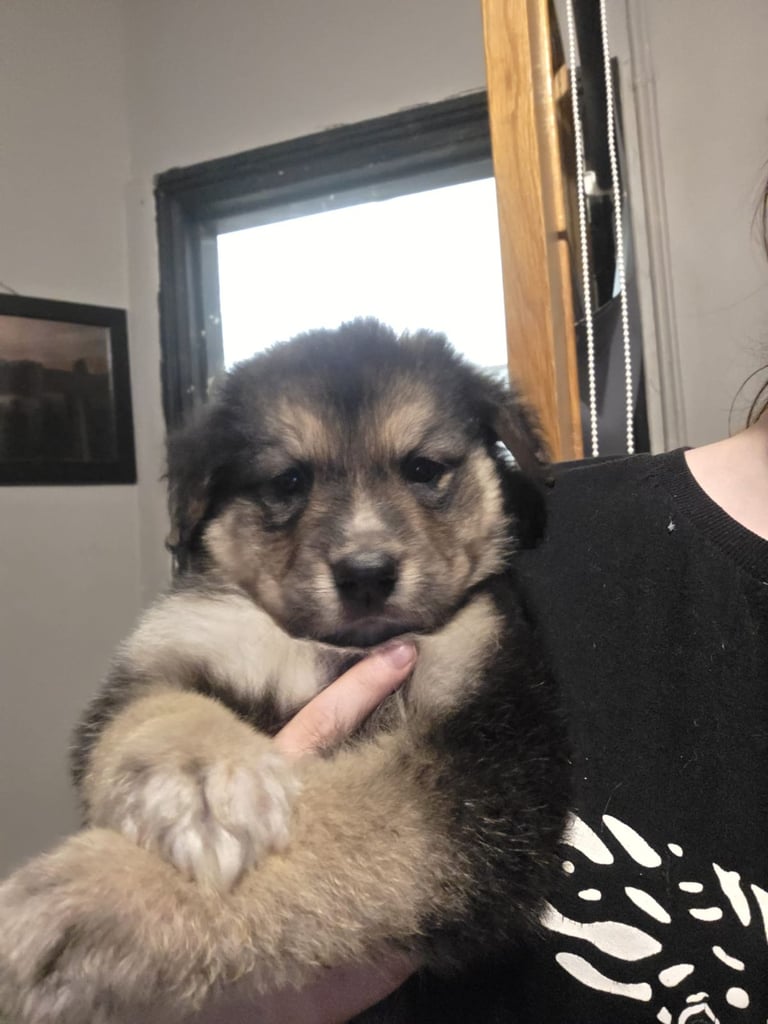 St Bernese mountain dog  X puppies