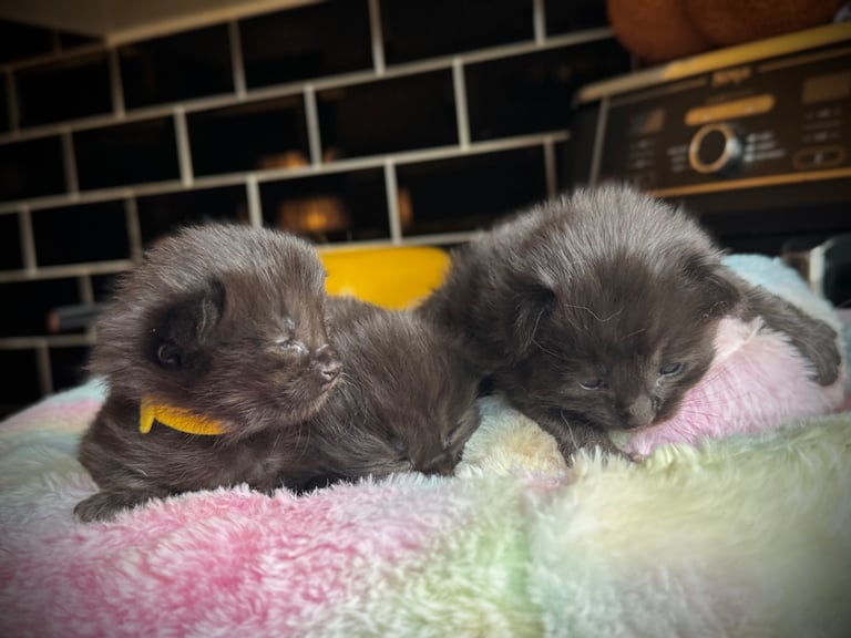 Ragcoon Kittens