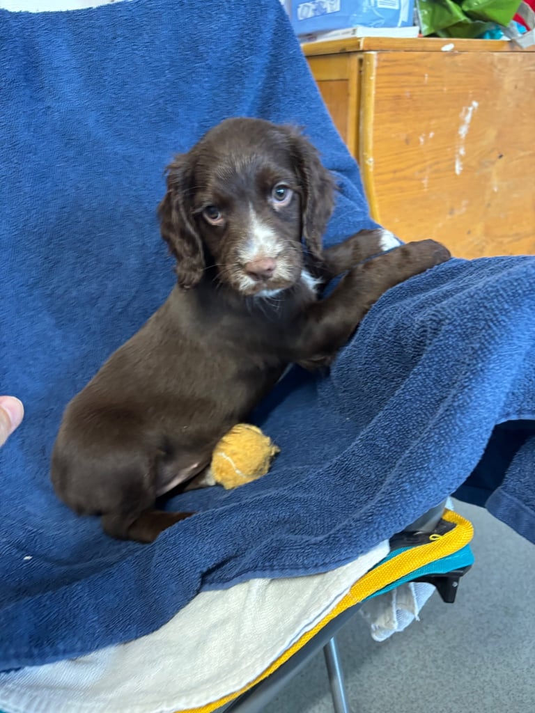 Gorgeous Cocker Spaniel puppies