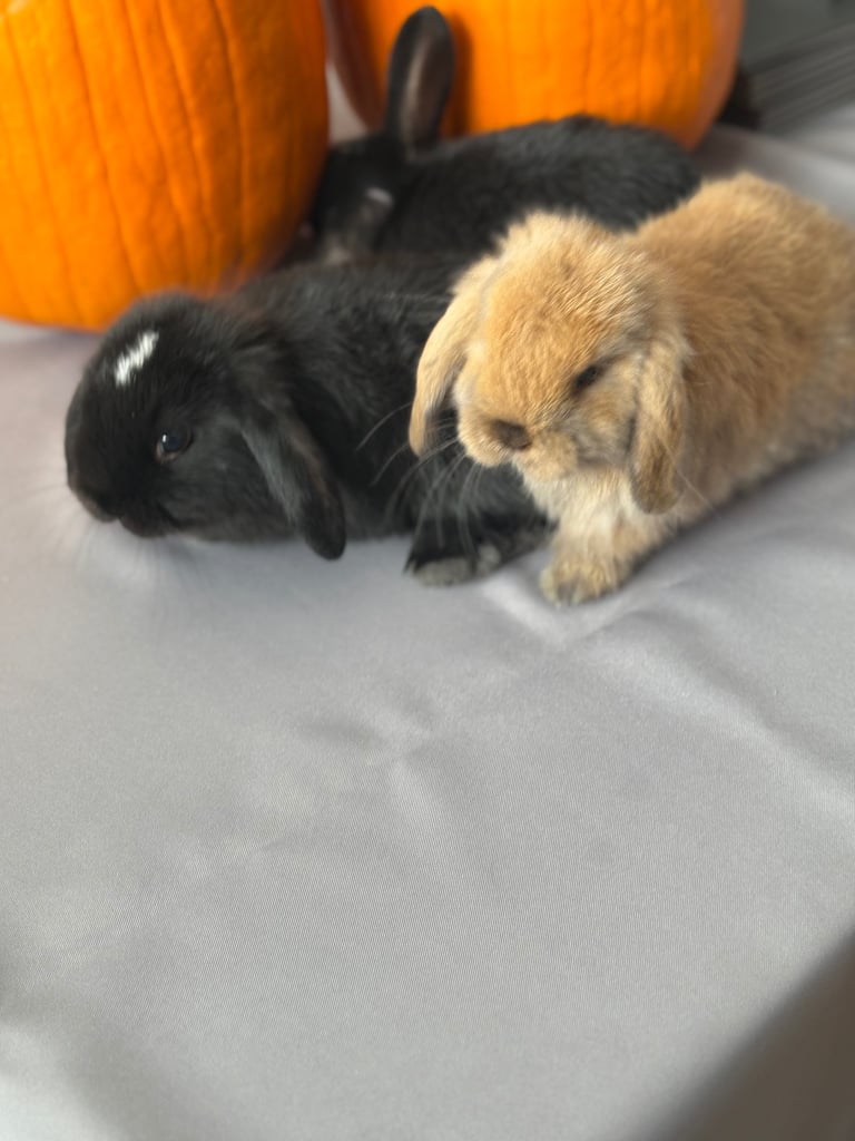 Pure mini lops