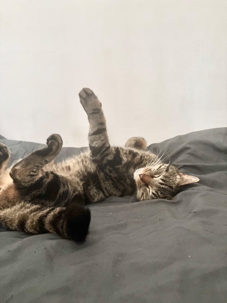 image for Cat for rehome with food, food bowls, toys etc 