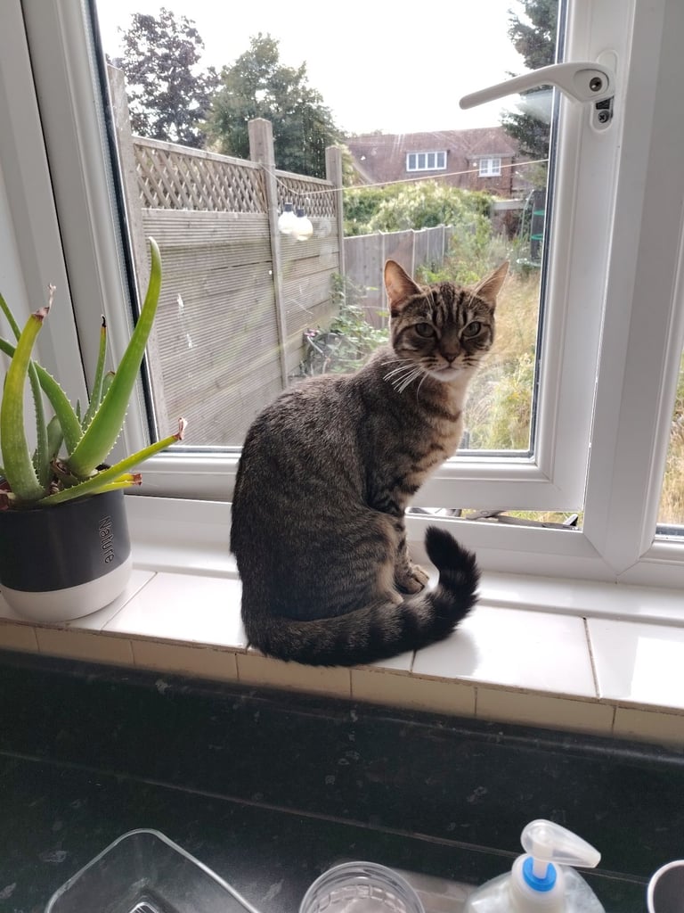 Tabby girl