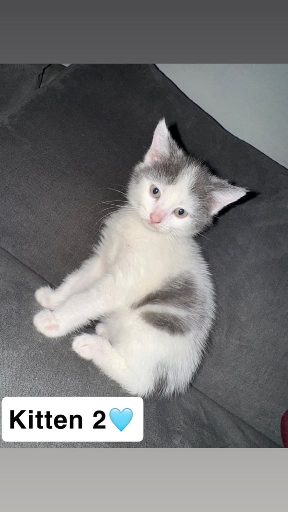 2x male mixed breed kittens for sale 