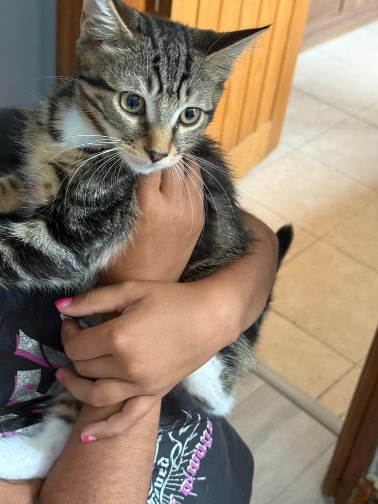 image for Beautiful playful short hair kitten for sale