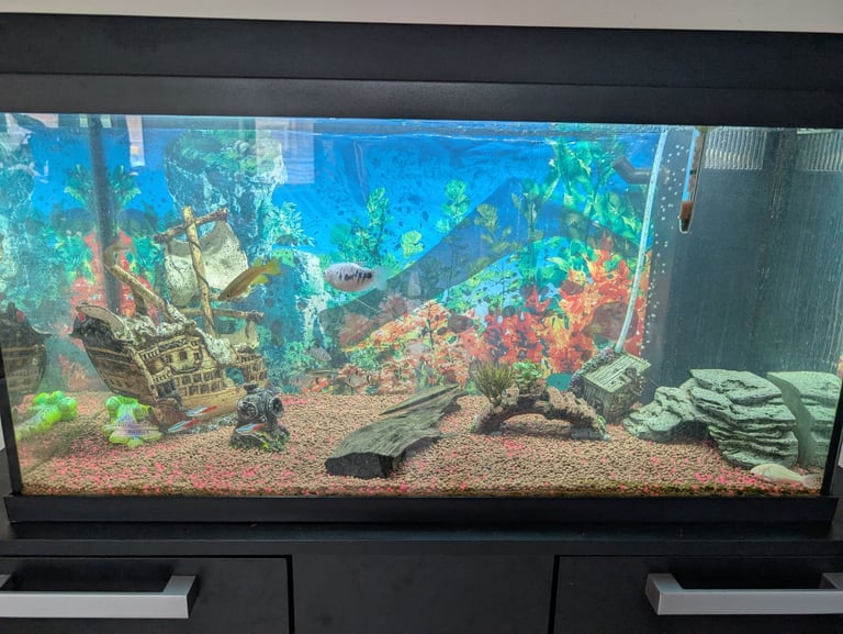 Tropical Fish, Tank, Cabinet and all equipment.