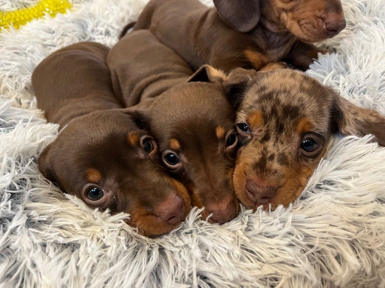 Miniature Dachshund Puppies