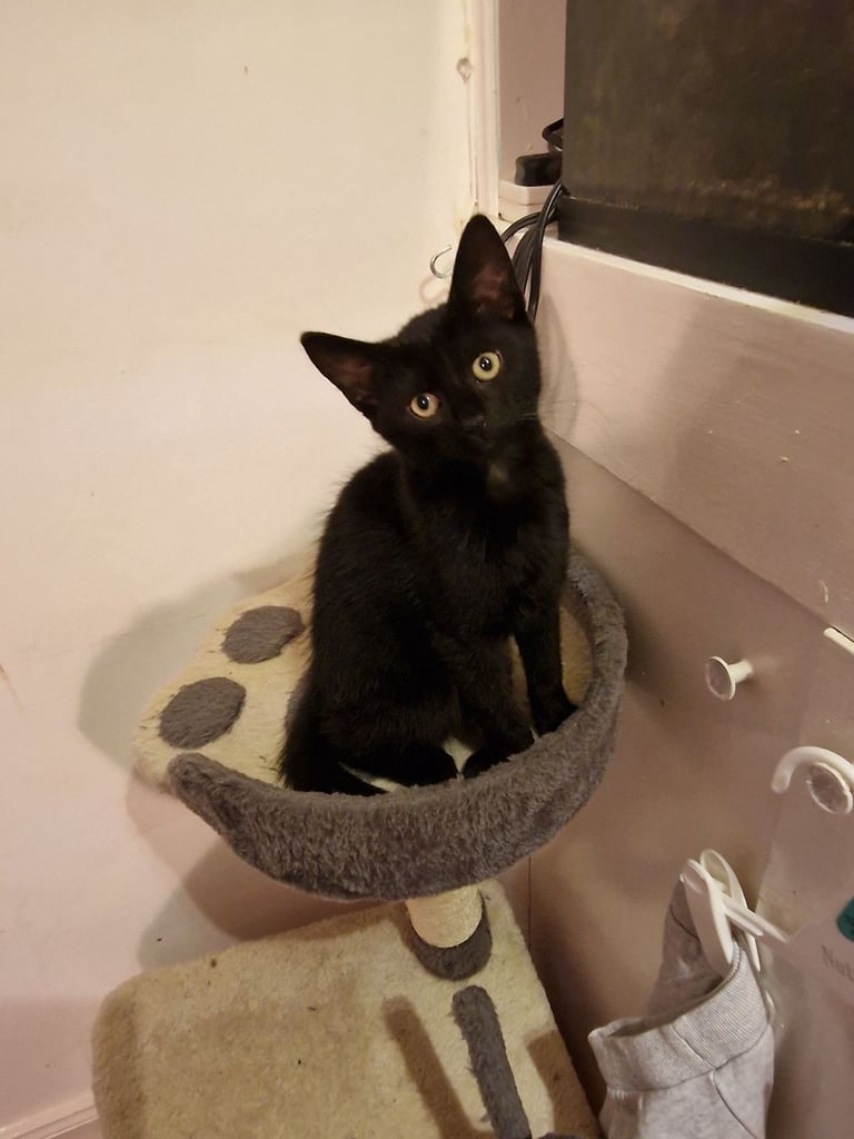 2 beautiful female black kittens ready for forever home now 