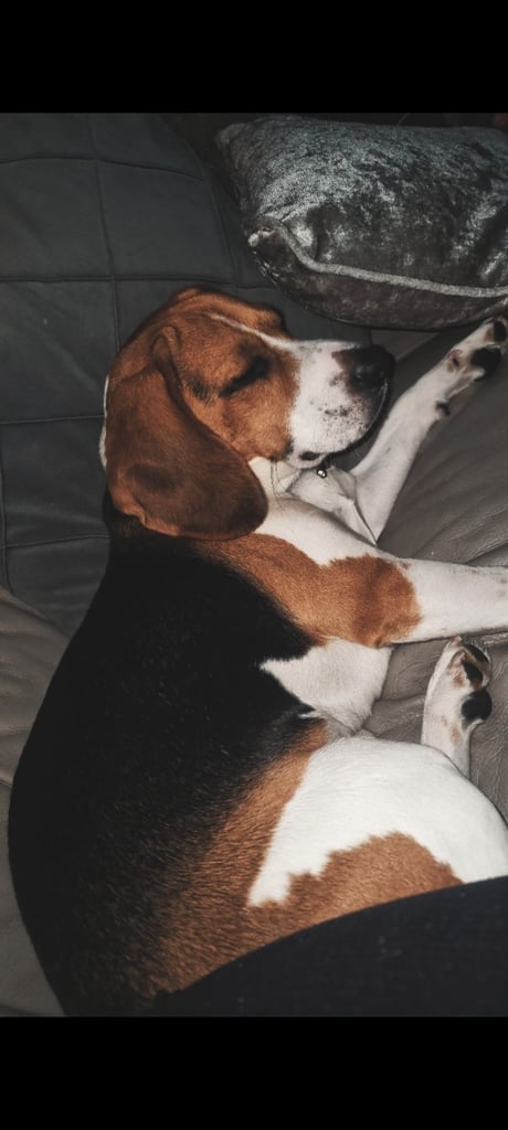 5 year old beagle