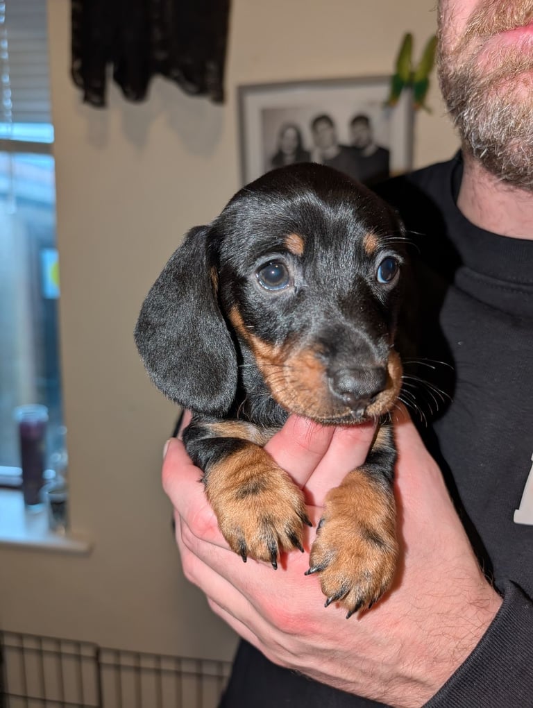 4 Dachshund pups