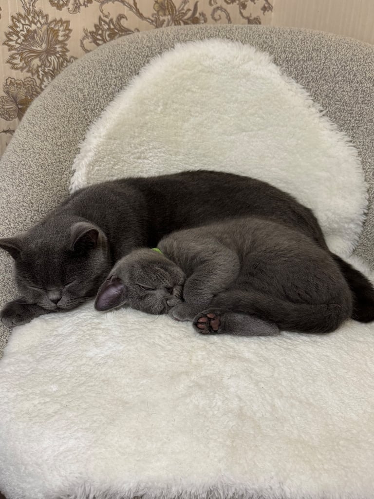  One Beautiful British short hair kitten available