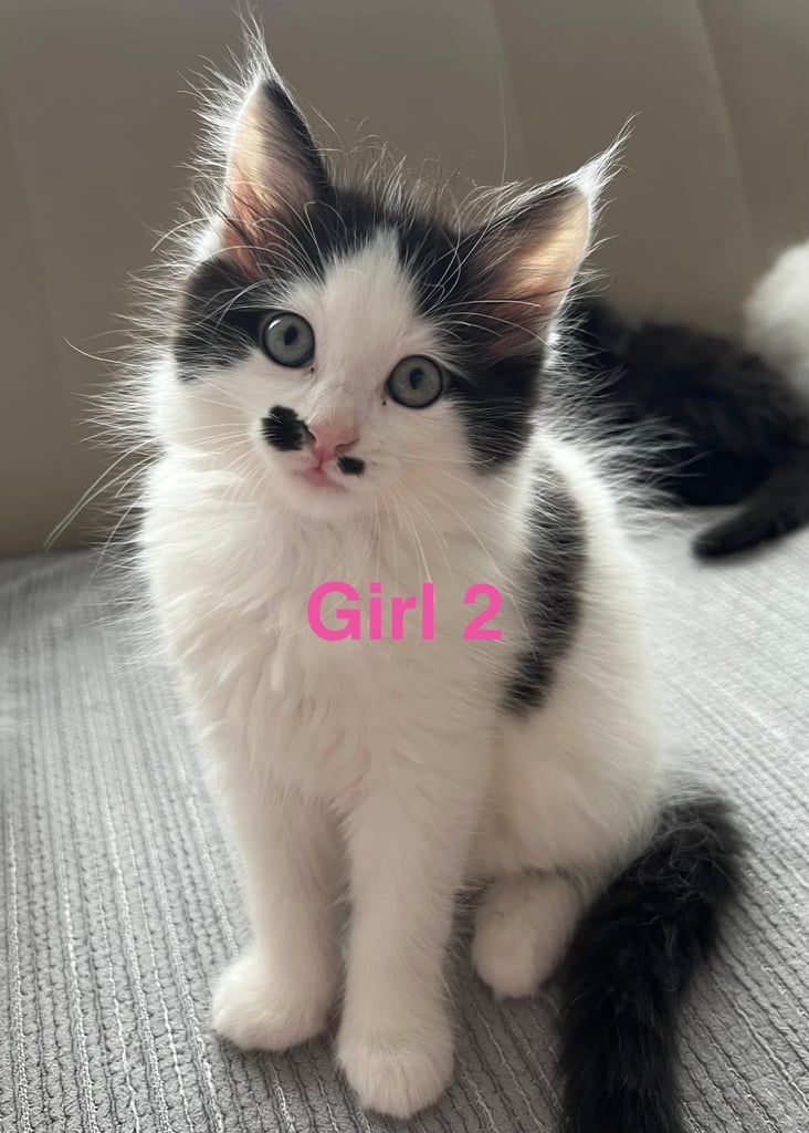 6 beautiful fluffy kittens for sale