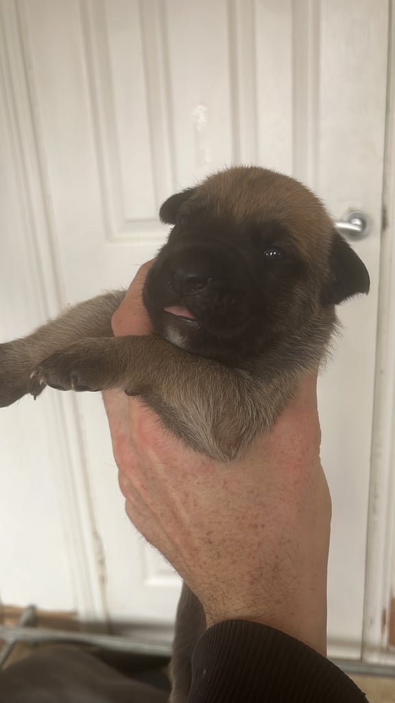 Cane Corso x belgian malinois 04/10/25 
