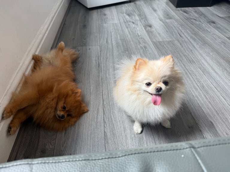 Champion blood line pomeranians 