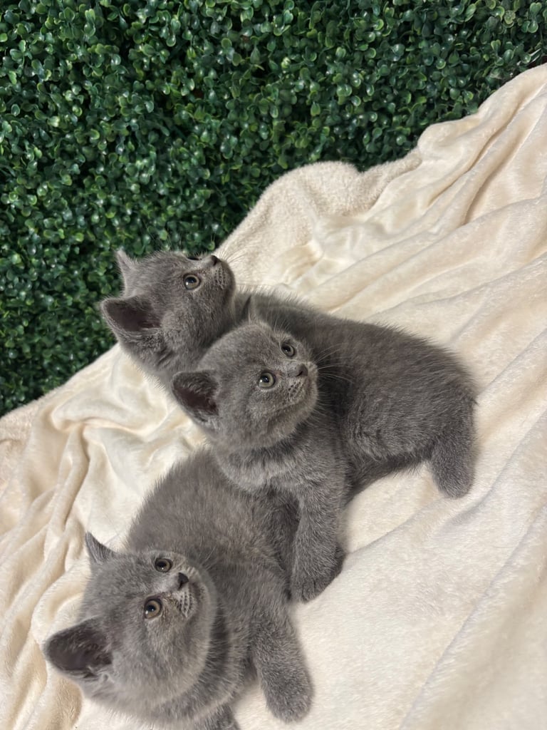 💕British Shorthair Blue Kittens💕