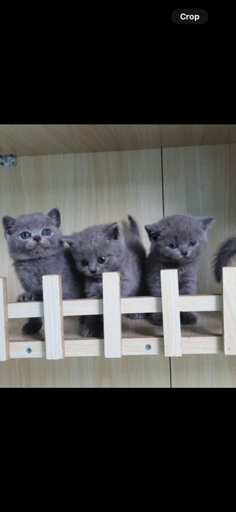 Stunning British shorthair kittens