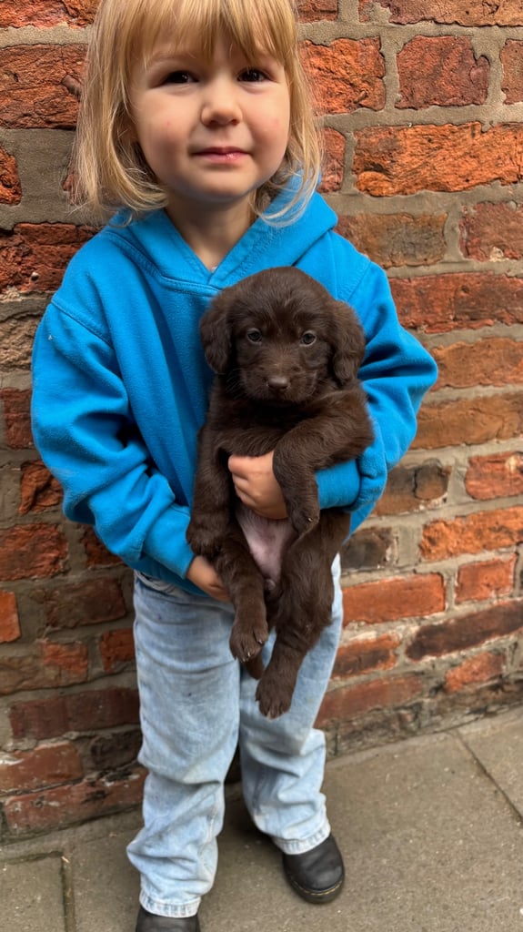 READY THIS WEEKEND Adorable Labradoodle 