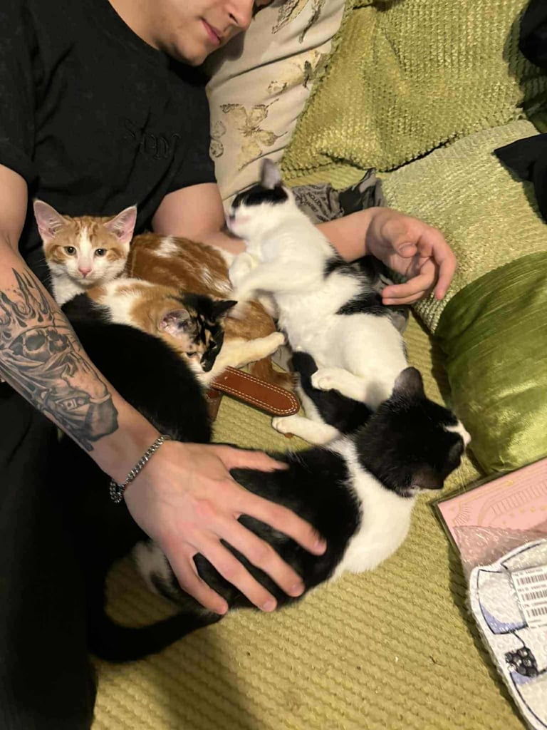 5 mixed beautiful and lovely kittens 