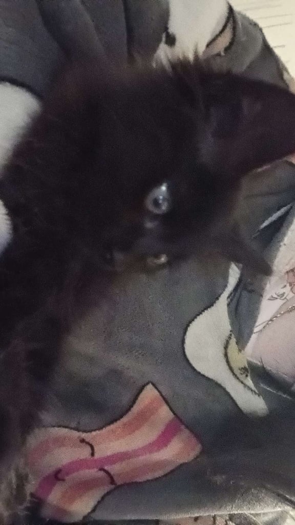 Male kitten for sale