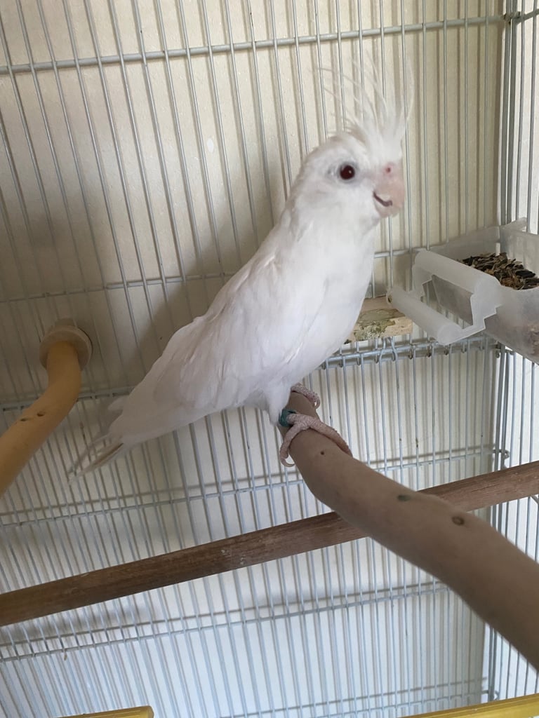 Cockatiel 