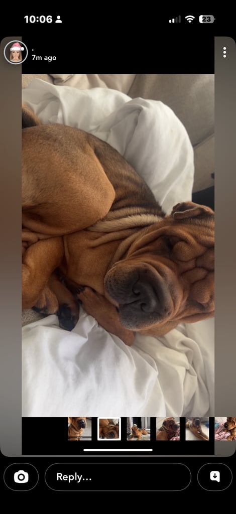Shar-pei