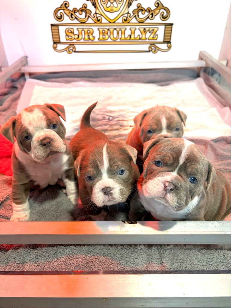 English-bulldog in Northern Ireland Dogs Puppies for Sale