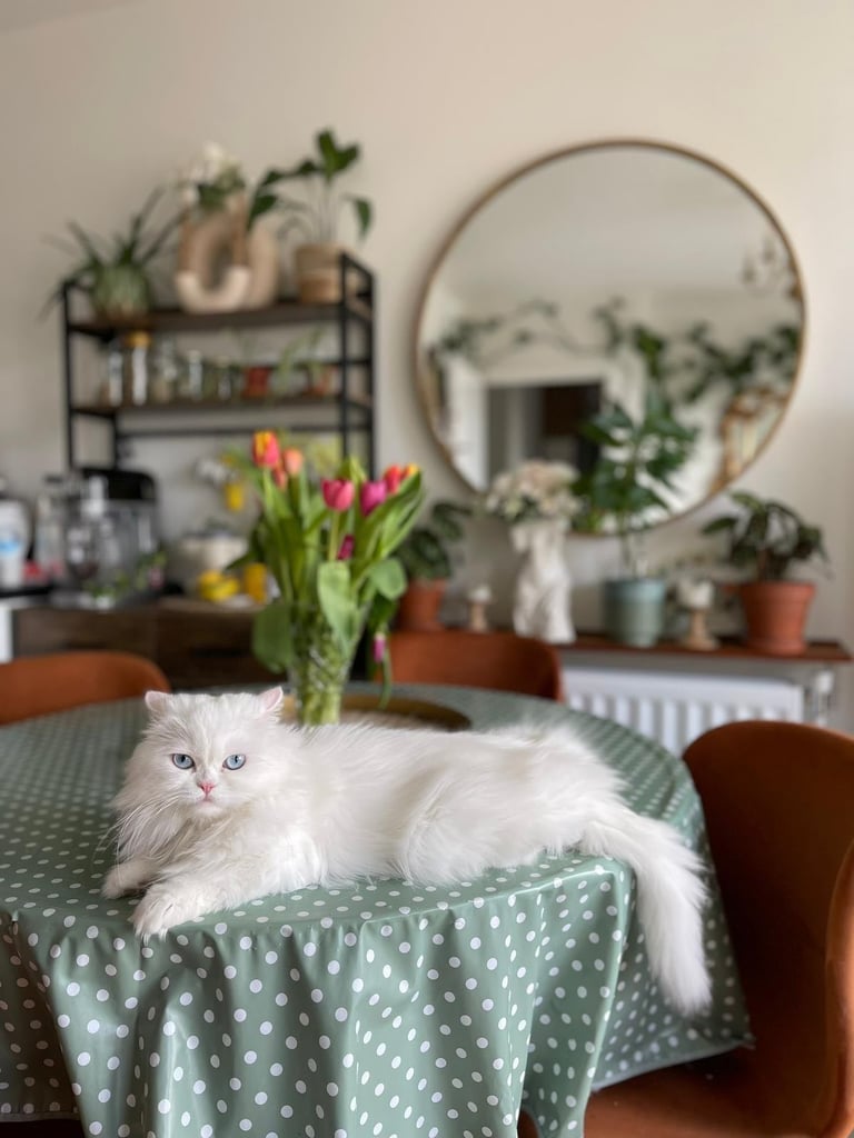 Pure Persian white cat
