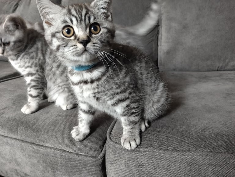 *Ready to leave* BSH male tripod kitty 