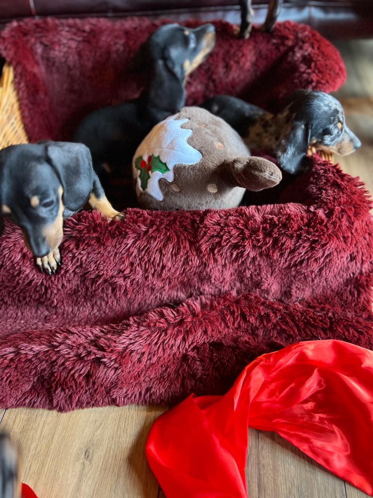 Dachshund puppies 🐶 