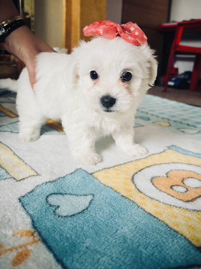 🐾 Beautiful Maltese Puppies – 7 Weeks Old! 🐾